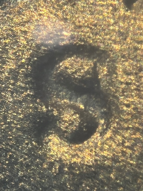 Lincoln-Cents-1950-S-S-Over-S?